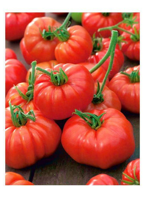 Seminte tomate Marmande 1gr