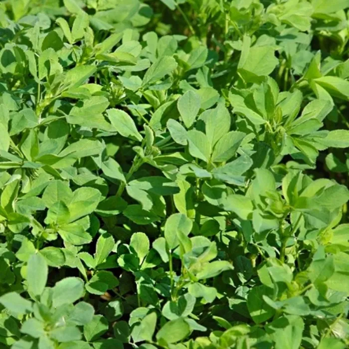 Sămânță Lucernă DOBROGEA 1kg