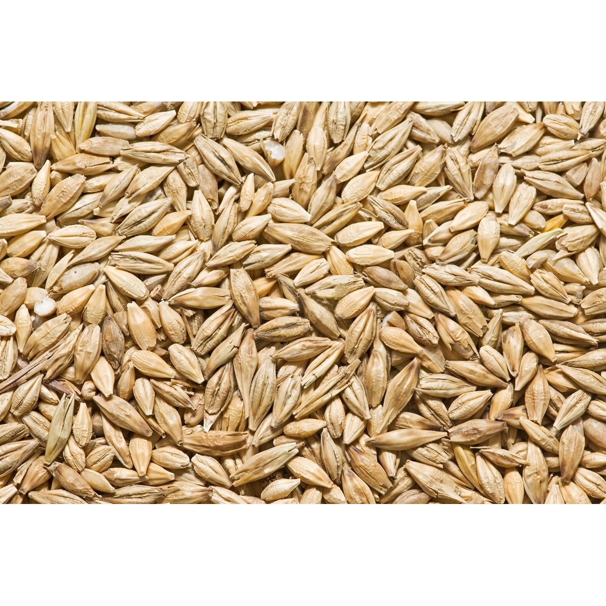 Sămânță Orz LUCIAN C1