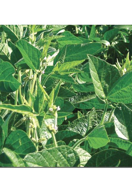 Sămânță Soia VIGO c1