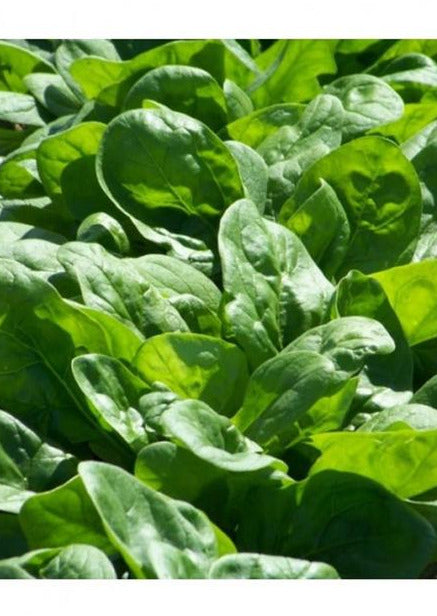 Seminte Spanac Matador 50gr