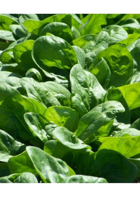 Seminte Spanac Matador 10gr