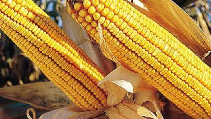 Iată 3 SEMNE care îşi te ajută să EVIŢI SĂMÂNŢA CONTRAFĂCUTĂ!