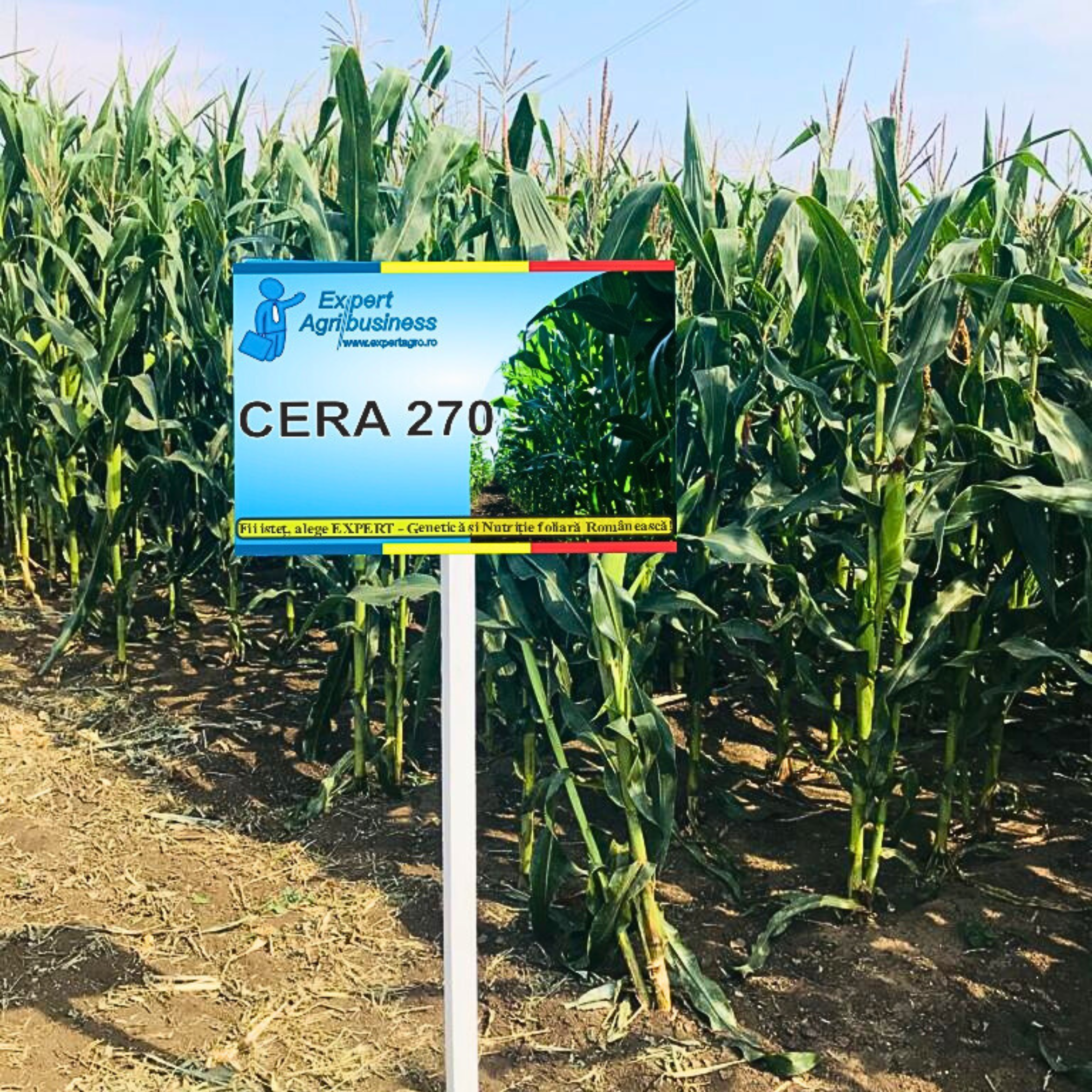 Cera 270