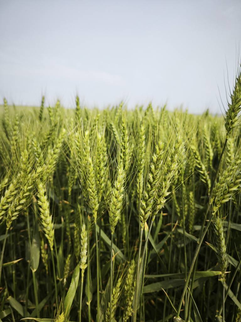 Samanta Grau GLIA, BAZA