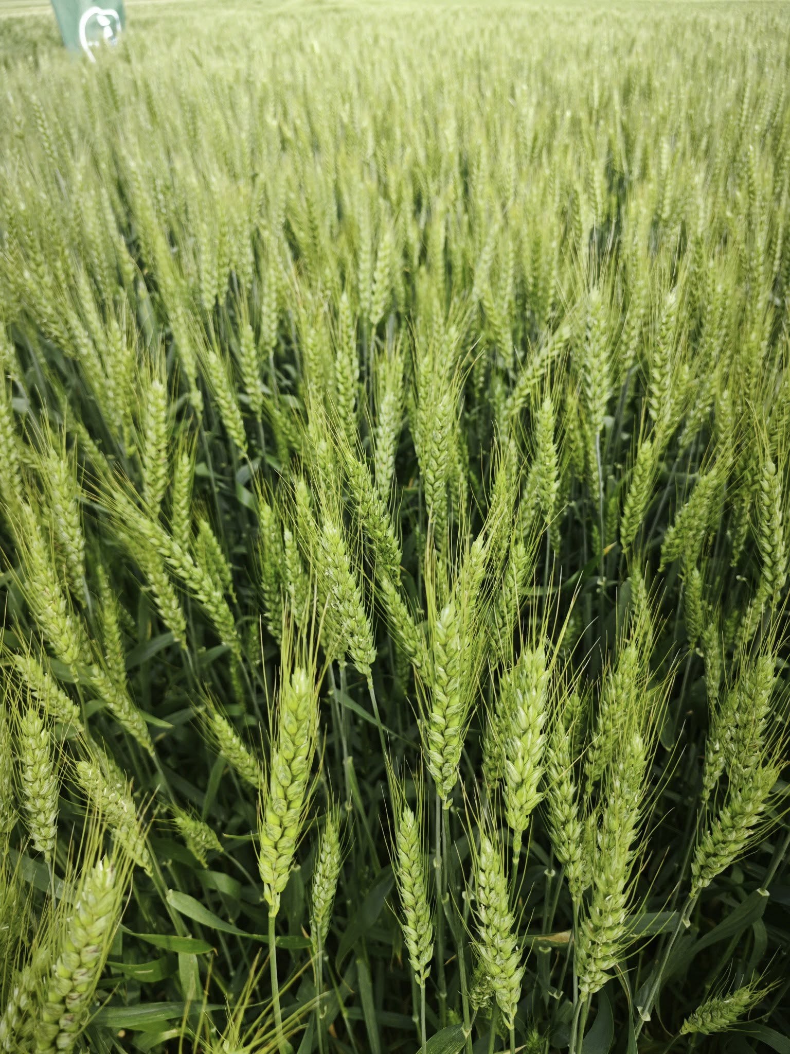 Samanta Grau DATINA, BAZA