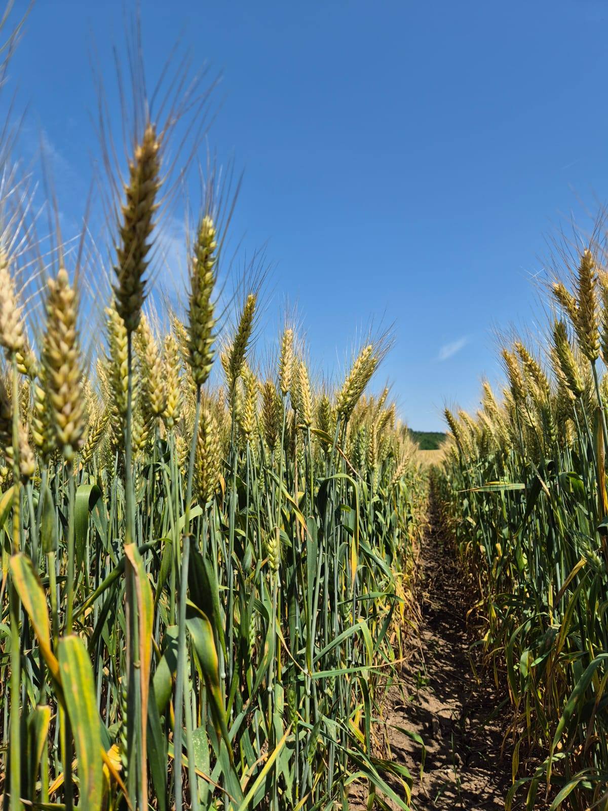 Samanta Grau PG102 C1