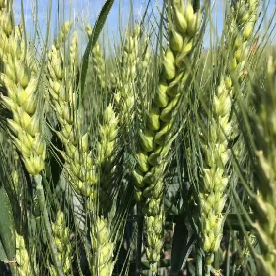 Samanta Grau ABUND, C1