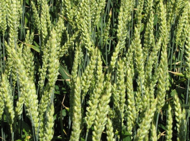 Samanta Grau AVENUE, C1