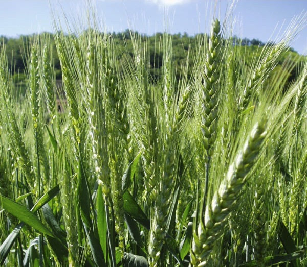 Samanta Grau GLOSA, BAZA