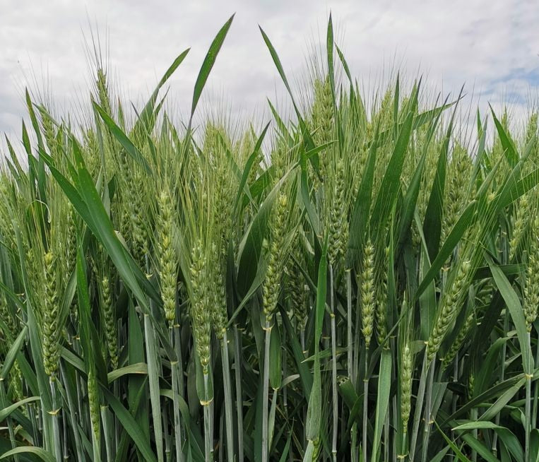 Samanta Grau RUBISKO, C1