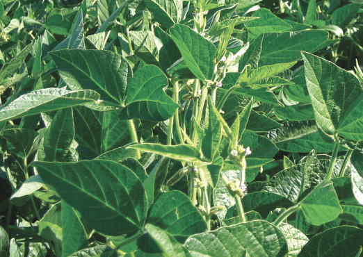 Sămânță Soia VIGO c1