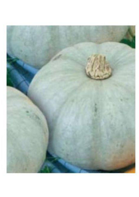 Samata Doveleac Copt