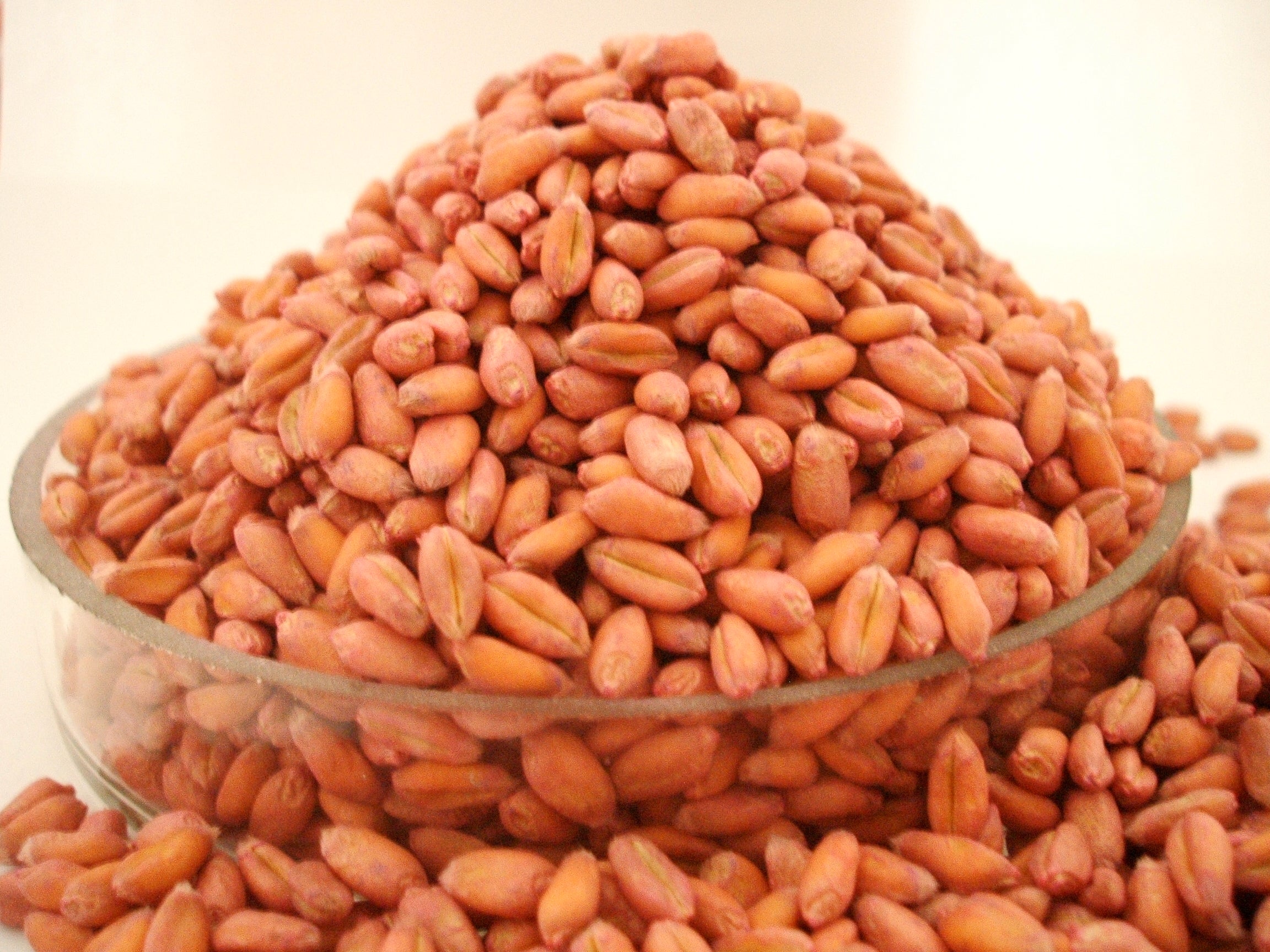 Sămânța GRAU AVENUE - C1