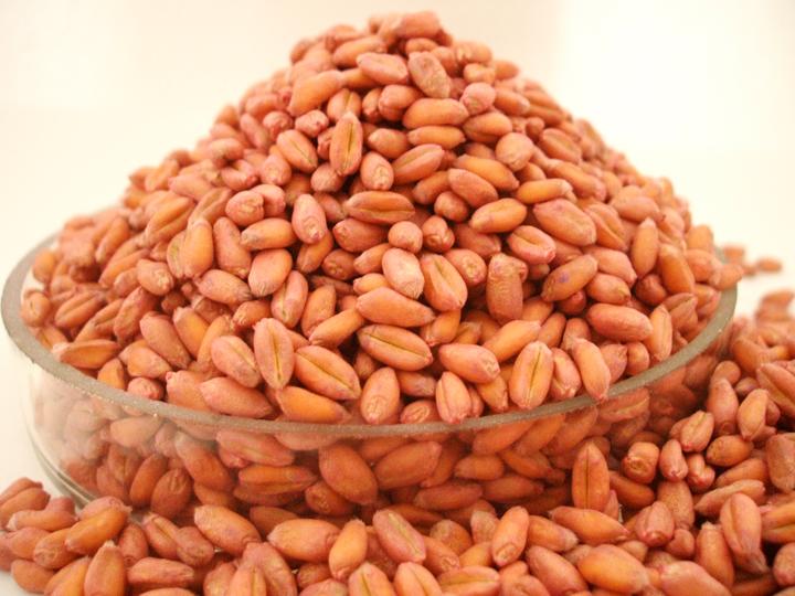 Grau de toamna MUSIK C1