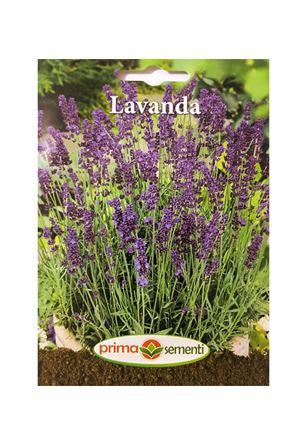 Lavanda