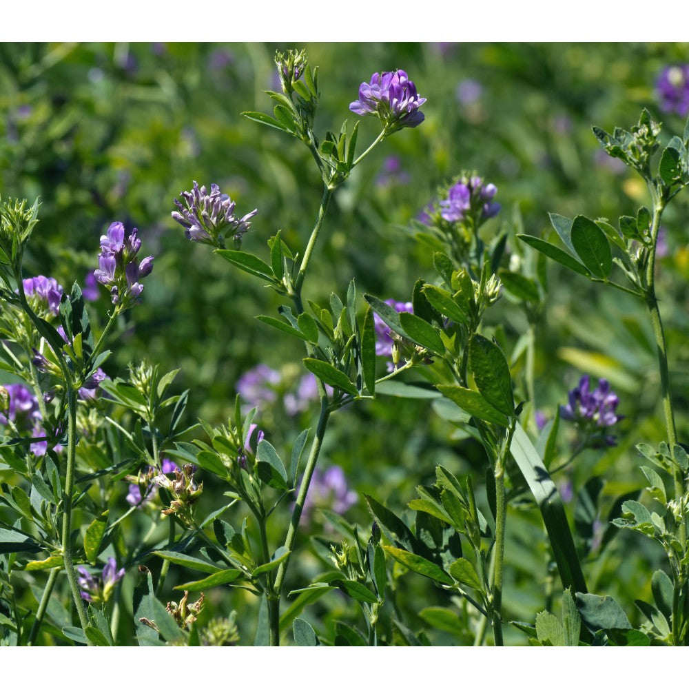 Sămânță Lucernă GEEA 1kg